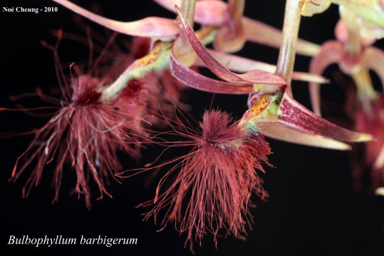 Risultati immagini per Bulbophyllum barbigerum