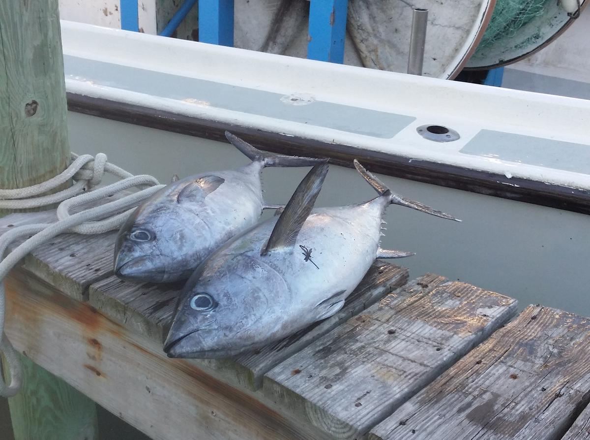 Hatteras Fishing Report 1/22/2015