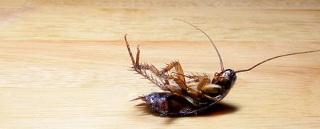 Why the Cockroach is One of the Most Hated Pests