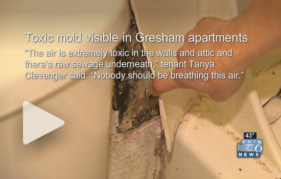 Toxic mold visible in Gresham apartments