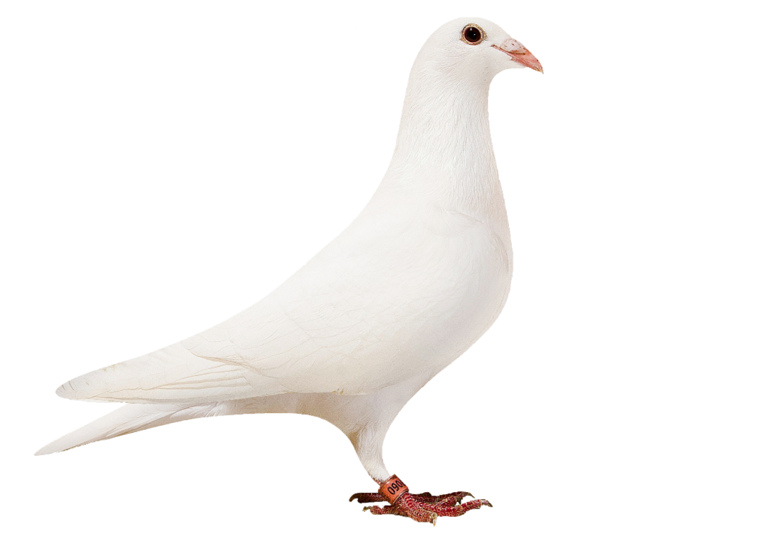 White Racing Homing Pigeons Young White Racing Homing Pigeons (2 birds