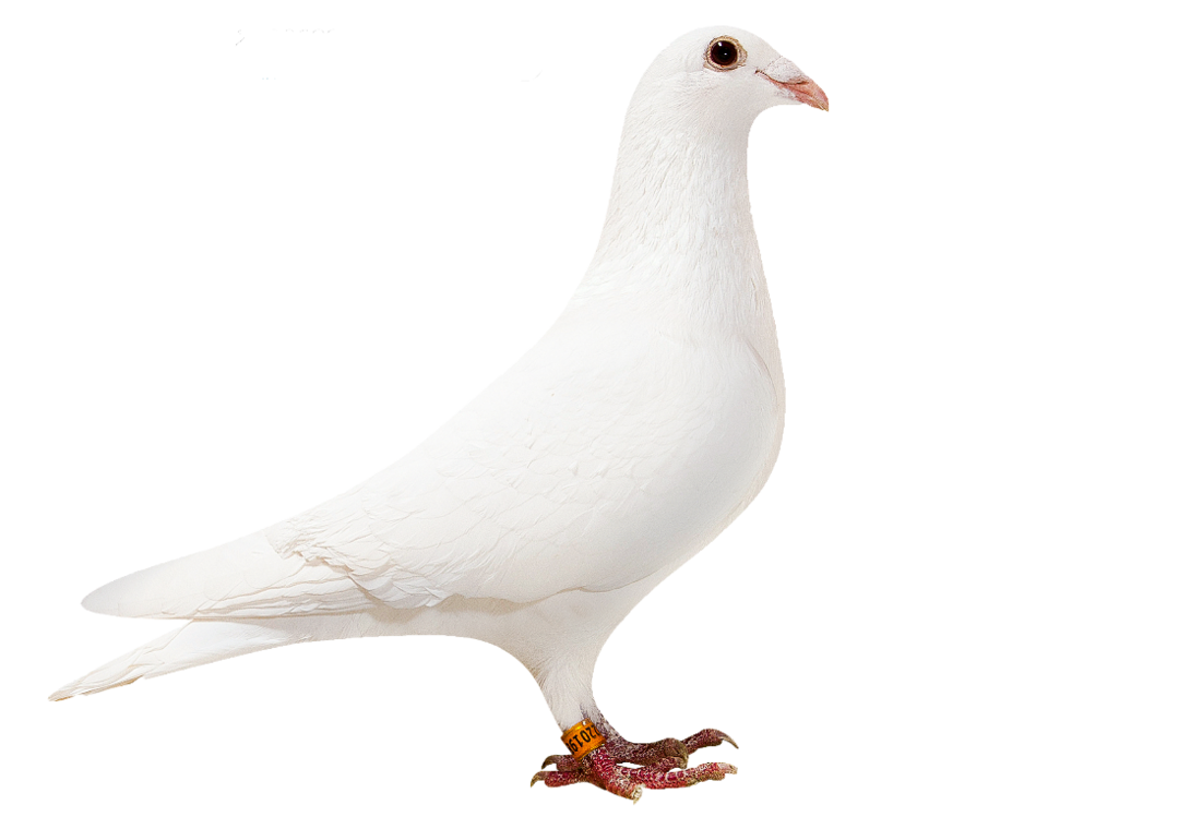 White Racing Homing Pigeons Adult White Racing