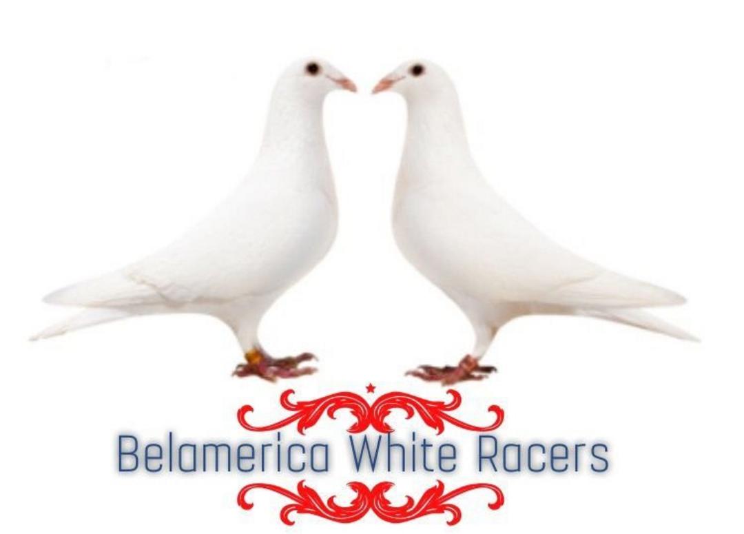 White Racing Homing Pigeons Young (BELAMERICA) White Racing Homing