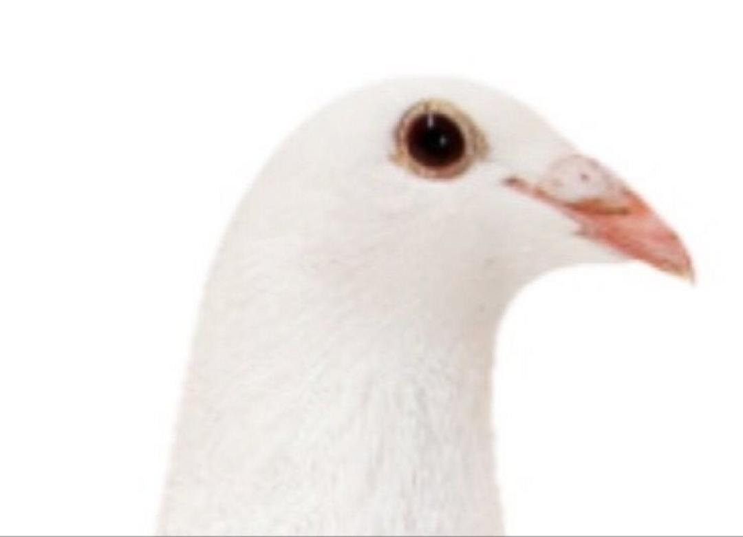 White Racing Homing Pigeons Young White Racing
