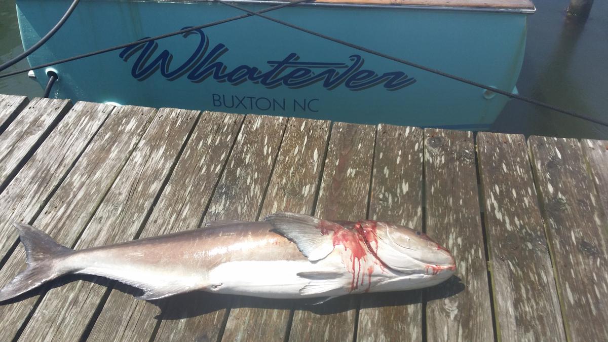 Hatteras Fishing Report 5/19/2015