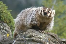Zion and Bryce Canyon National Park Wildlife: The American Badger