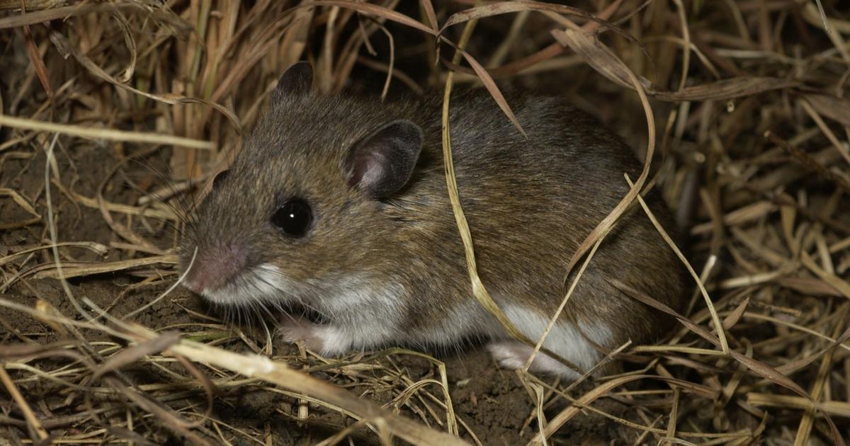 Zion National Park Wildlife: The Deer Mouse