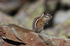Zion and Bryce Canyon National Park Wildlife: The Least Chipmunk
