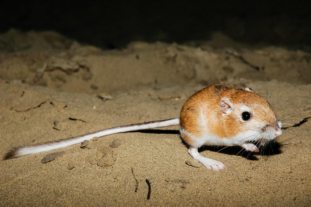 Zion National Park Wildlife: The Ord's Kangaroo Rat