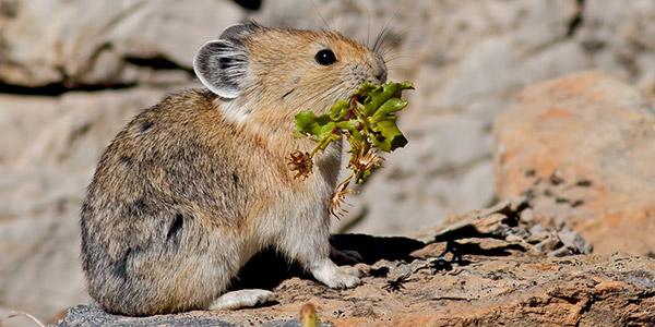 Bryce Canyon National Park Wildlife: The Pika