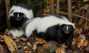 Zion and Bryce Canyon National Park Wildlife: The Striped Skunk