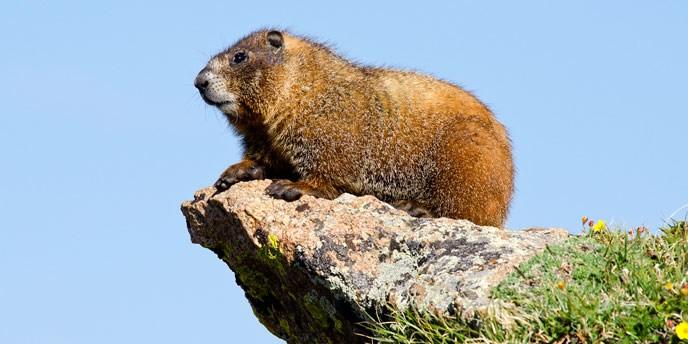 Bryce Canyon National Park Wildlife: The Yellow-Bellied Marmot