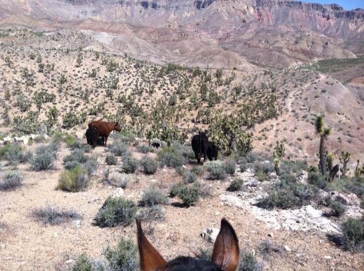 Zion and Bryce Canyon Utah: A Sagebrush Desert