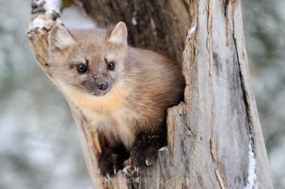 Utah Wildlife: The Marten