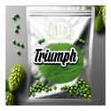 Triumph hops with vibrant green cones, known for their distinctive floral and citrus aroma