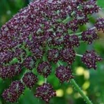 Chocolateflowerfarm Com Chocolate Flowers Chocolate Cosmos Chocolate Candles Teas Gifts Specialty Plants Seeds Chocolate Lace Flower Daucus Carota Dara