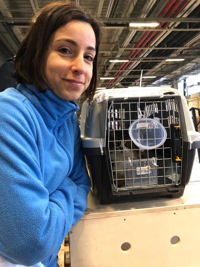 Pet cargo kennel sale