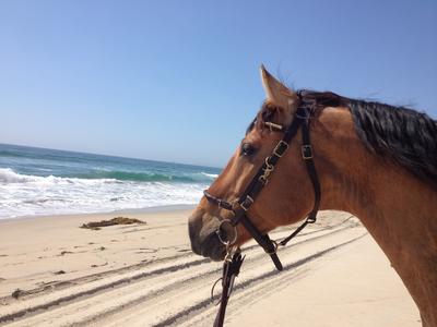 Horse Boarding In San Diego California Suncoast Farms