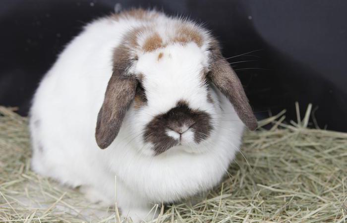 dutch mini lop rabbit