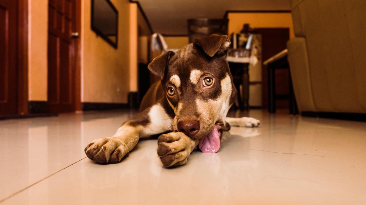NEW PUPPY PART 1: TIPS ON PUPPY PROOFING YOUR HOME