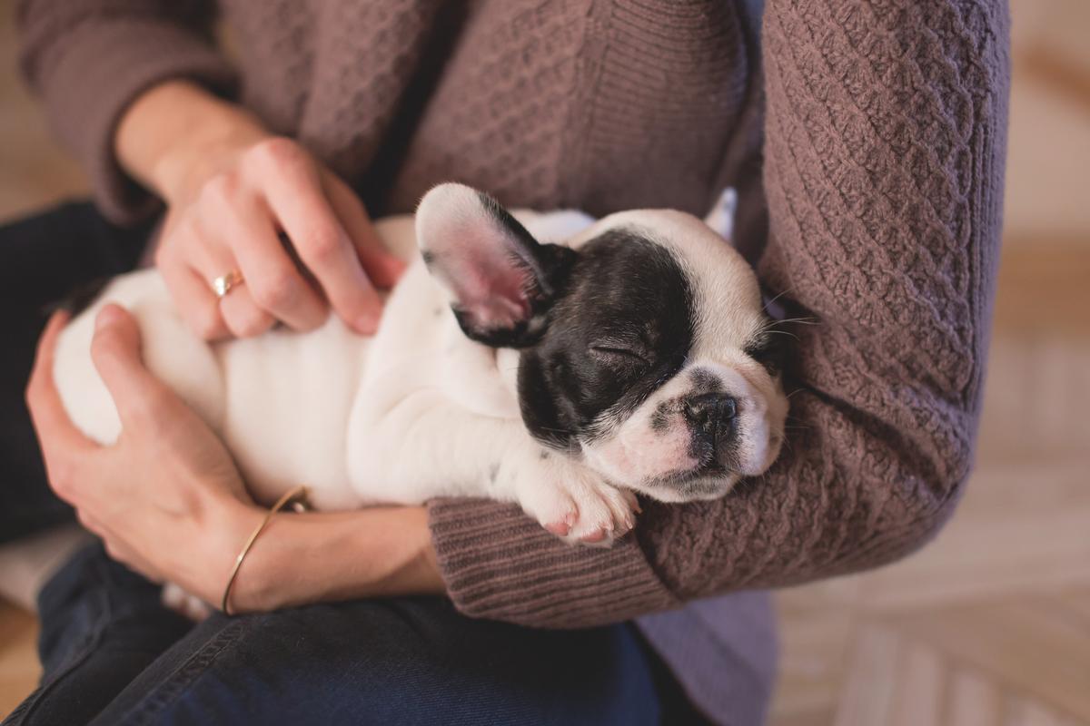 NEW PUPPY PART 3: WELCOME YOUR PUPPY HOME!