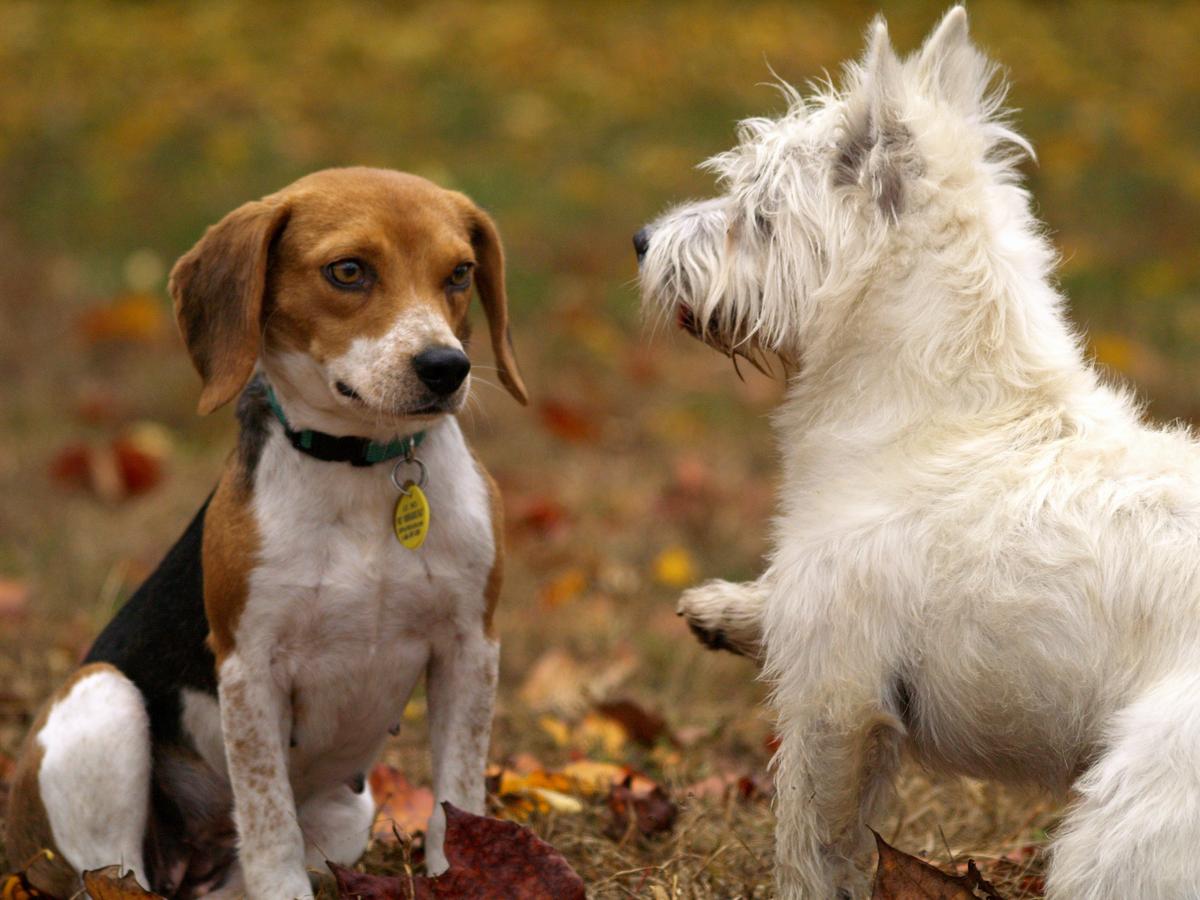 NEW PUPPY PART 5: PUPPY MEETING OTHER FAMILY PETS