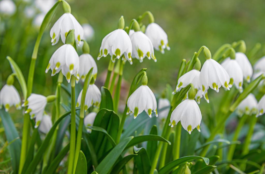 Planning Your Outdoor Space - Bulbs to Plant Now for a Stunning Garden this Spring