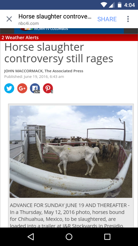 Horse Slaughter controversy still rages