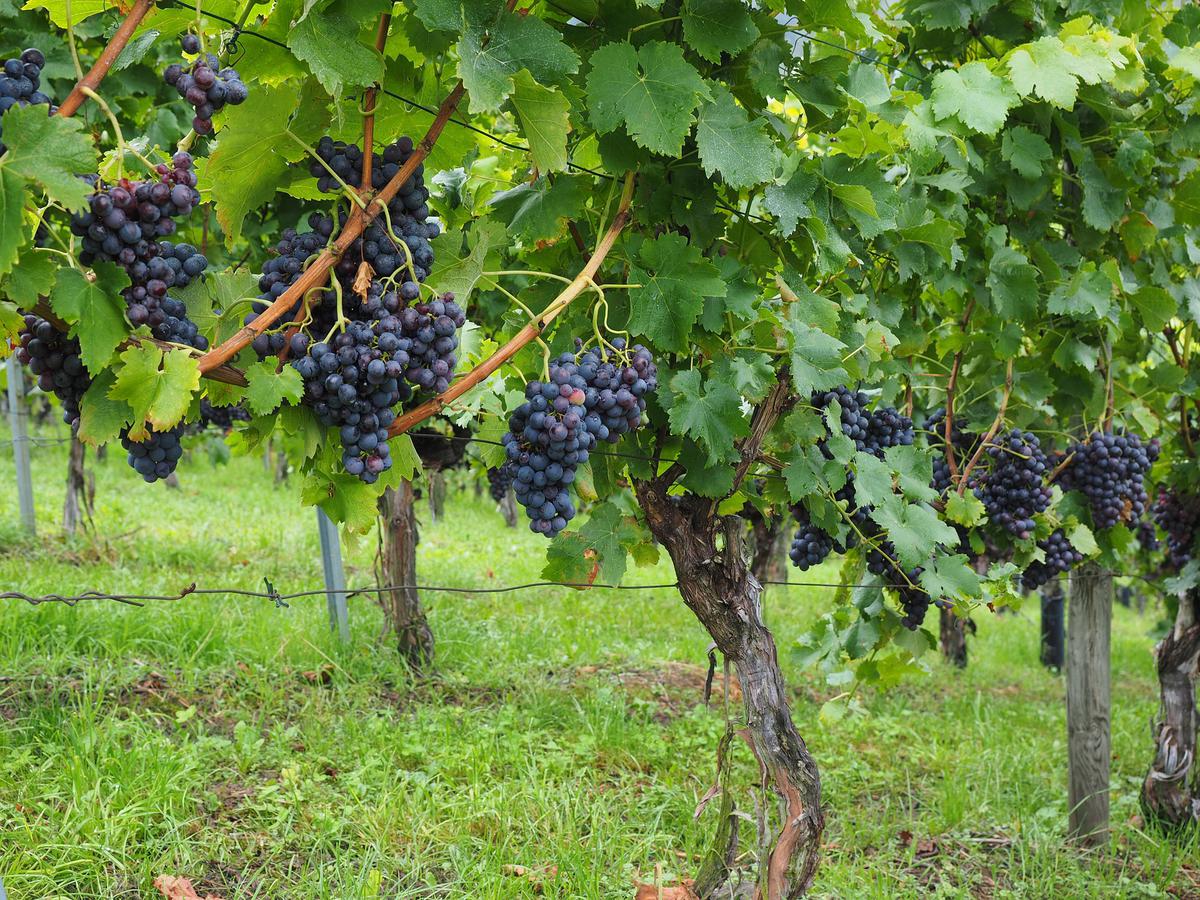 Does Your Winery Insurance Cover You in Case of a Natural Disaster?