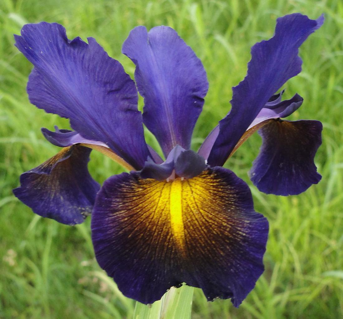 Iris Spuria (Blue Iris)