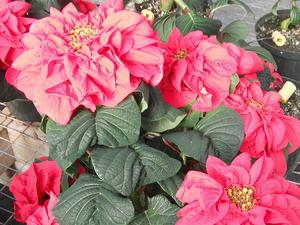 Penrod S Greenhouse Poinsettias